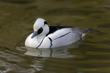 Close view of a male Smew, Mergellus albellusm