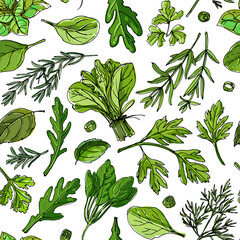 Pattern food color herbs. Spices. Italian herb drawn black lines on a white background. Vector illustration. Basil, Parsley, Rosemary, Sage, Bay, Thyme, Oregano, Mint