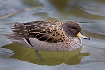 Yellow-billed Teal, Anas flavirostris, close up view