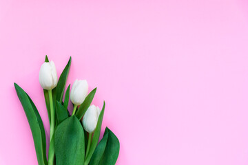 Three white tulips on pink background. Spring holidays concept. Top view, flat lay, copy space