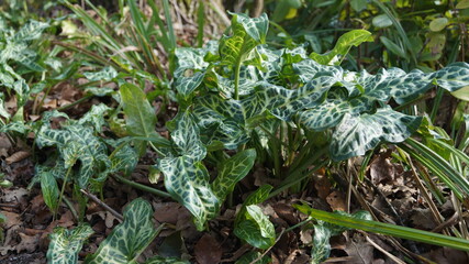 Naklejka premium The sprouts and flowers in the botanical garden in the spring