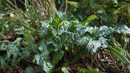 The sprouts and flowers in the botanical garden in the spring