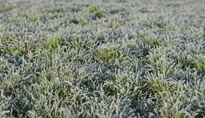 Closeup of grass with frost in winter