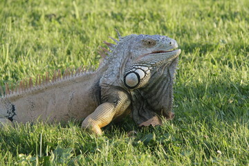 Fototapeta premium Monitor lizard