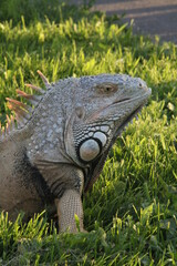 Monitor lizard