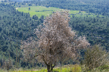 Blooming wild almond tree on the background of hills covered with green forests. Israel