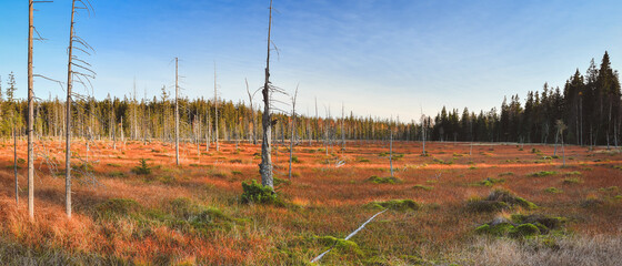 Nature reserve, Zieleniec peat bog with colorful grass.