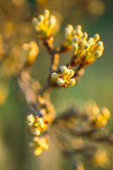 Flowering pear tree branch closeup at sunset. Nature in spring.
