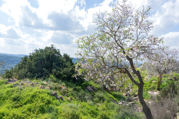 Obraz premium Blooming wild almond tree against the background of hills covered with green forests and a sky in clouds. Israel
