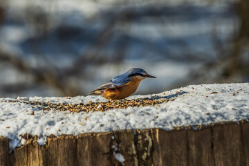 Side view of woodpecker tit nuthatch in winter in sunshine. Bird stands on snow-covered tree trunk with bird seed. Bird with gray-blue and orange feathers