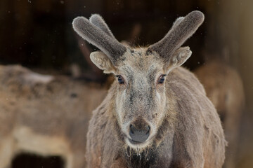 The Pere David's deer (Elaphurus davidianus), also known as the milu at cloudy winter day. Selective focus.