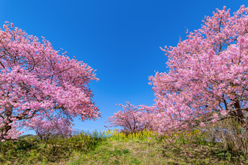 静岡県賀茂郡南伊豆町　青野川沿いの河津桜