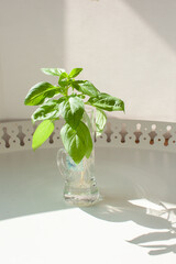 Propagating Lemon Basil: Lemon Basil cuttings in a glass of water with roots already formed.