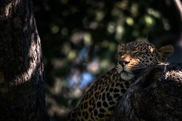 Lazy Leopard?