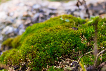 Green moss close up. Macrocosm of plants. Early spring and gardening concept.