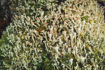 Cladonia bellidiflora, a tiny fungus, grows on a rotten stump in the forest.