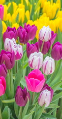 Bright multicolored - yellow, purple and pink spring tulips