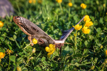 Giant peacock moth Saturnia pyri, the largest European butterfly with spread wings and feathery yellow antennae in a flowering meadow, natural animal background