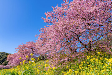 静岡県賀茂郡南伊豆町　青野川沿いの河津桜