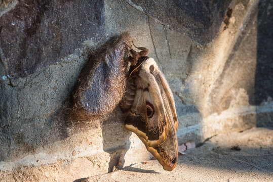 Giant peacock moth Saturnia pyri, the largest European butterfly with spread wings and feathery yellow antennae, newly hatched and sits near its cocoon, natural animal background