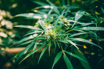 Marijuana leaves, Cannabis or Hemp illegal plant Asian Thai Species agriculture farm.