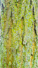 Baum Rinde Stamm gerissen Borke grün gelb Furchen gerissen Natur Flora Wald Nahaufnahme Hintergrund Background Vorlage Grunge Maserung Muster Struktur natürlich Falten gefaltet Öko- Umwelt- Käfer Moos