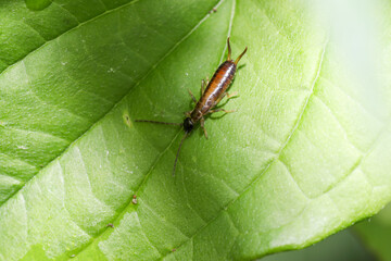 Earwigs photographed in detail with macro lens in the studio