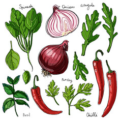 Herbs. Spices. Italian herb drawn black lines on a white background. Vector illustration. Basil, chilli, onion, parsley, spinach, arugula