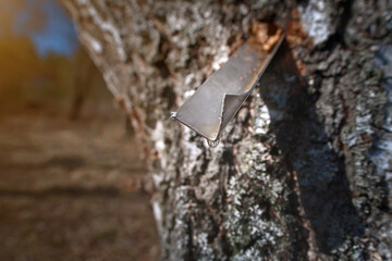 Birch juice gathering in spring season. Harvesting of birch sap. Birch tree with metal triangle for...