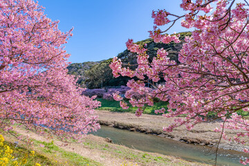 静岡県賀茂郡南伊豆町　青野川沿いの河津桜