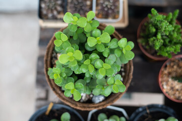 Closeup green plants in nature.