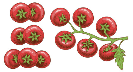 Set of tomatoes. Bunches of tomatoes. Colored and outlined. In the style of a pencil drawing or engraving. Isolated on a white background