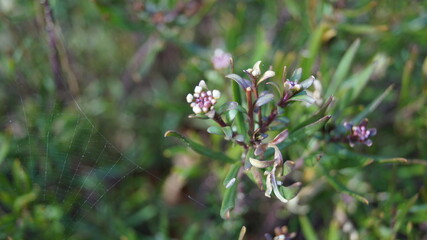 The sprouts and flowers in the botanical garden in the spring