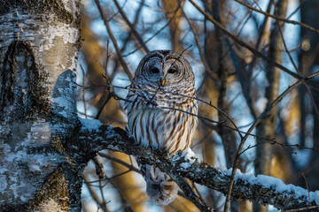Barred Owl (Strix varia) perched on a tree limb during winter looking for prey. Selective focus, background blur and foreground blur 
