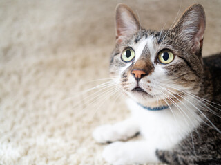 カーペットの上で見上げる猫