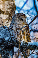 Barred Owl (Strix varia) perched on a tree limb during winter looking for prey. Selective focus, background blur and foreground blur 

