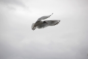 seagull in flight