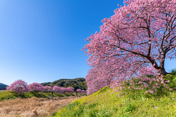 静岡県賀茂郡南伊豆町　青野川沿いの河津桜