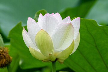 Closeup of a blooming Indian lotus, Nelumbo nucifera