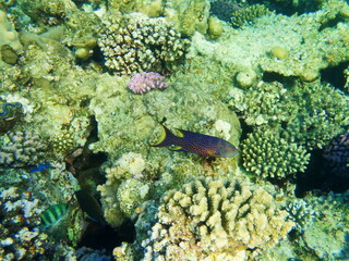 Naklejka na ściany i meble Korallenriff, Ägypten, Diving