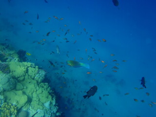 Fototapeta na wymiar Fischschwärmen, Schwärmen, Rotes Meer, Ägypten