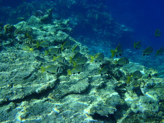 Fototapeta na wymiar Korallenriff, Ägypten, Diving