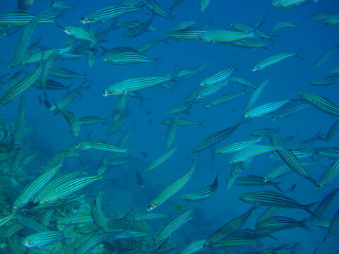 Fischschw&auml;rmen, Schw&auml;rmen, Rotes Meer, &Auml;gypten