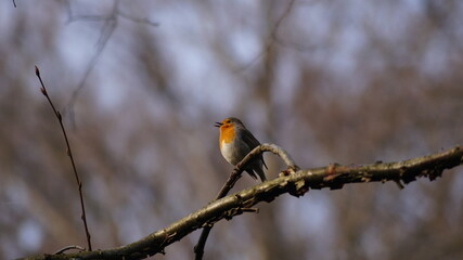 the bird sits on the branch and sings its spring song