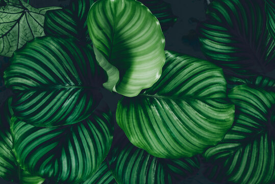 Pattern top view leaf layers of Calanthe orb folia plant or air purification trees in dark green tone. Home gardening house plant decorate and abstract background concept.