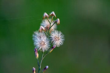 green plant on the meadow
