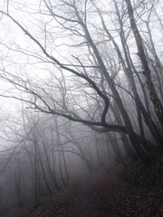 Obraz premium Spooky shadowy trees hang over a foggy woodland hillside path in autumn