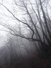Spooky shadowy trees hang over a foggy woodland hillside path in autumn