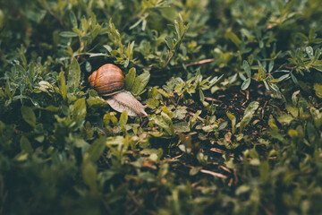 Large grape snail with a brown shell crawls in the green grass