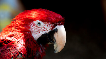 Red jako parrots head closeup shot